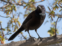 Common Grackle 9176